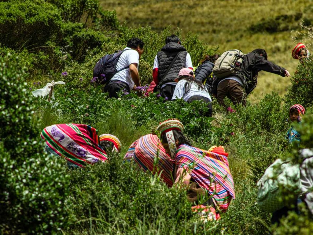 Andean reforestation program