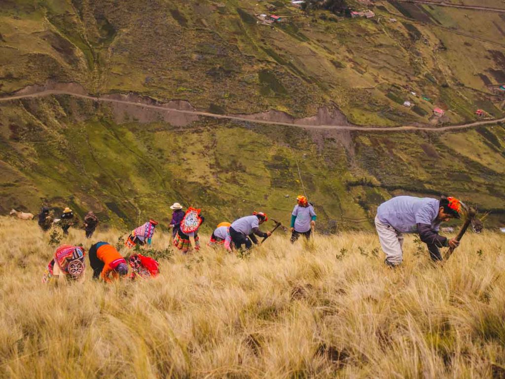 Quenua tree reforestation Peru