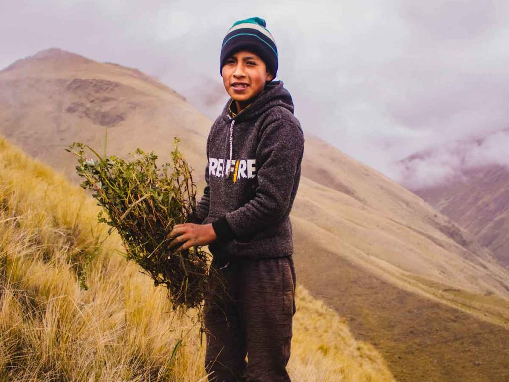 Reforestation in Peru