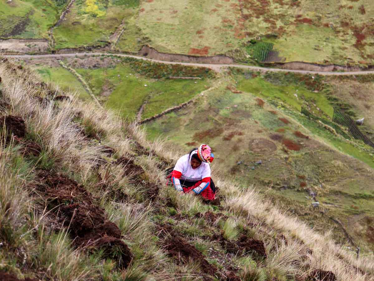 Reforestation with Queñua Plants
