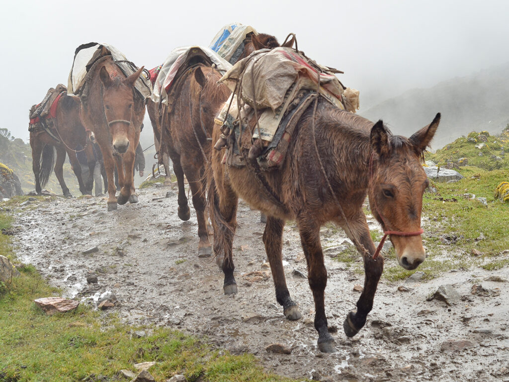Salkantay Explotation