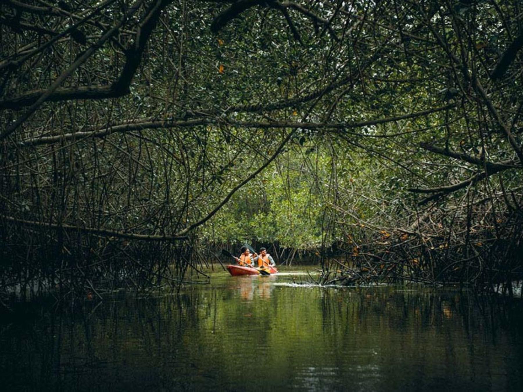 Discover all the beauty of the Tumbes Mangroves