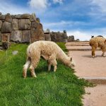Alpaca vs. Llama: Discover the Unique Traits of These Andean Icons