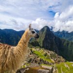 Life in the Clouds: Machu Picchu Wildlife