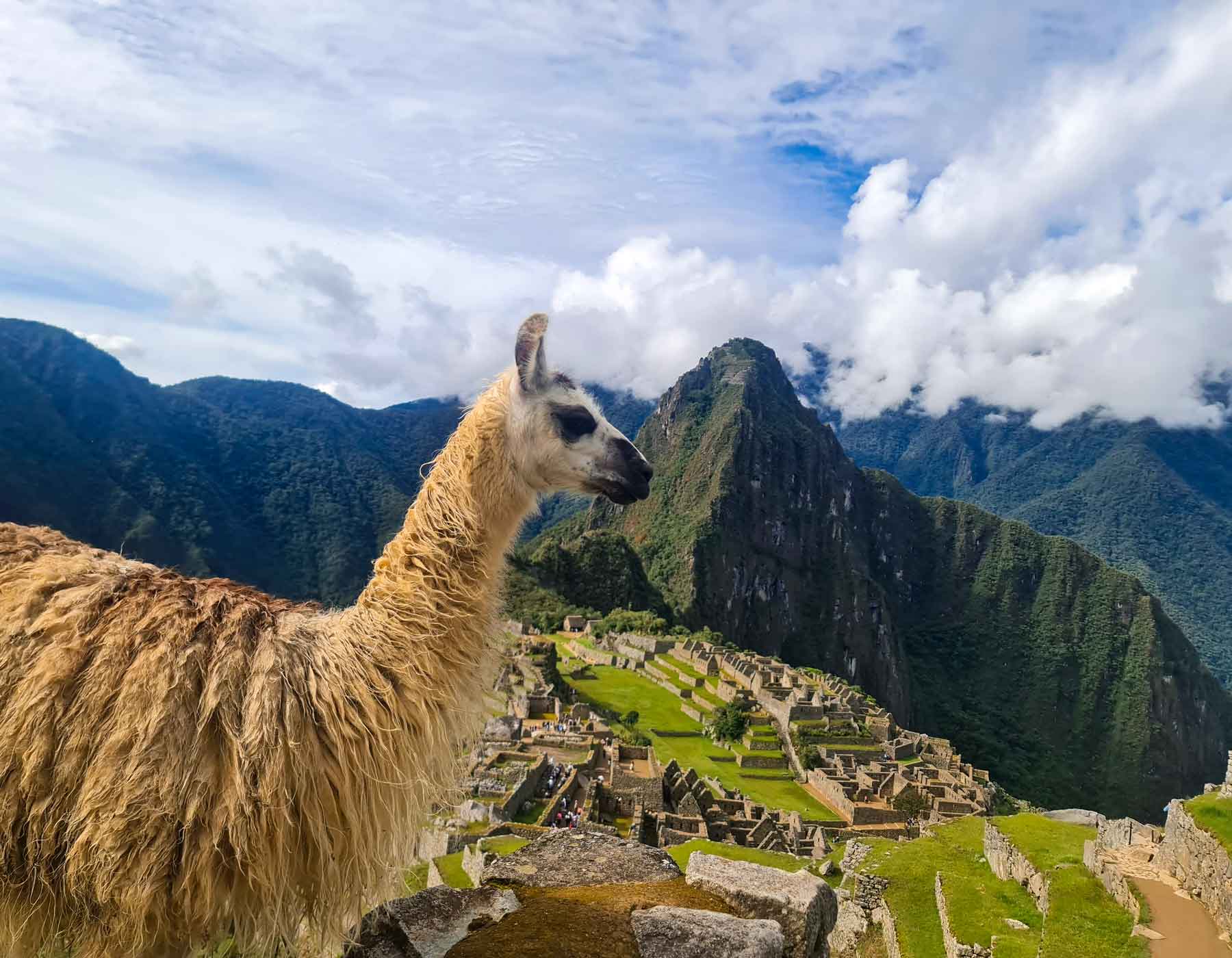 Machu picchu Animals